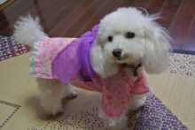 我が家の愛犬日記（トイプードル花梨とミックス犬のしろ）