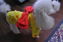 我が家の愛犬日記（トイプードル花梨とミックス犬のしろ）