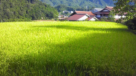 有機米1