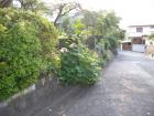 DSCN5206.jpg