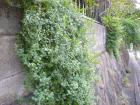 DSCN5208.jpg