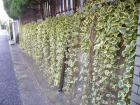 DSCN5210.jpg