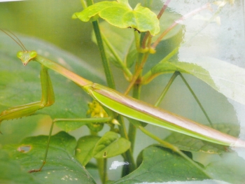 DSCN5228.jpg