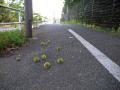 DSCN5277.jpg