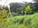 DSCN5401.jpg