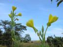 DSCN5404.jpg