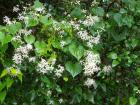 DSCN5489.jpg