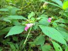 DSCN5670.jpg