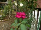 DSCN5731.jpg