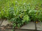 DSCN5785.jpg