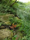 DSCN5903.jpg