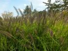 DSCN5907.jpg