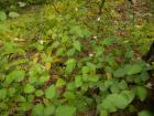 DSCN6032.jpg
