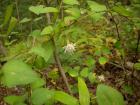 DSCN6034.jpg