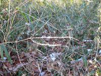 DSCN6733-1.jpg
