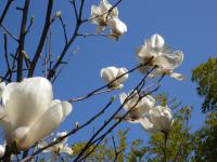 DSCN7218.jpg