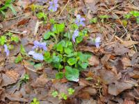 DSCN7361.jpg