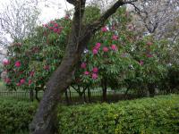DSCN7383.jpg