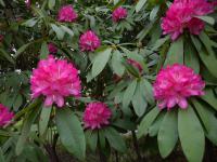 DSCN7384.jpg