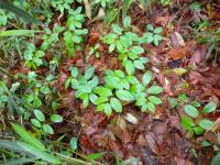 DSCN7478.jpg