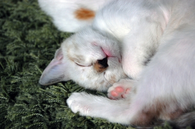 DSC_0009.jpg