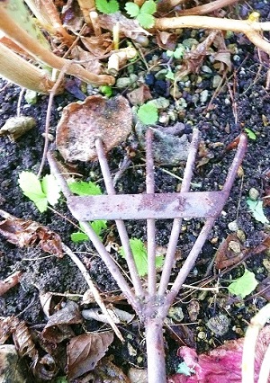 紫陽花土壌改良