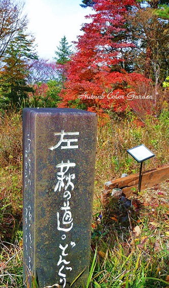 野草園2014秋