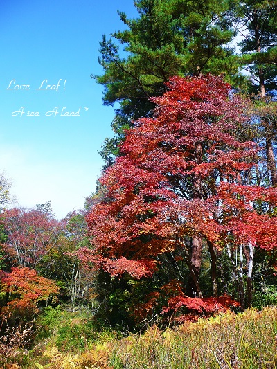 野草園2014