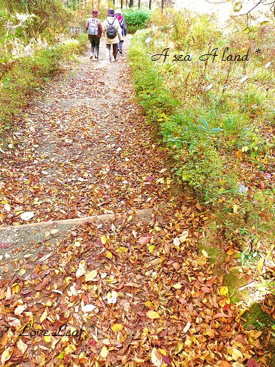 野草園2014・秋