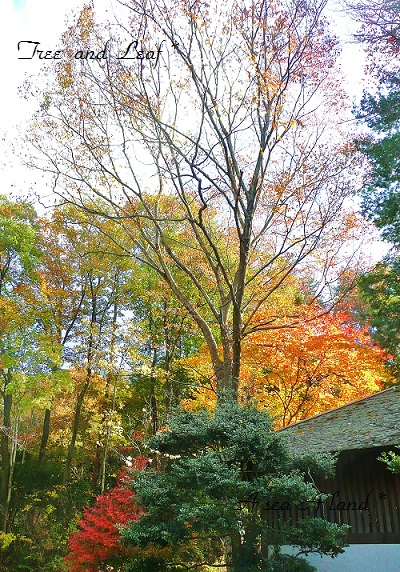 2014野草園
