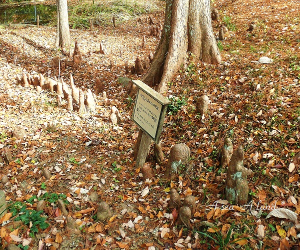 2014年11月野草園