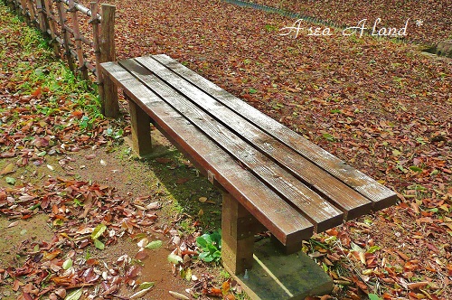 野草園2014年秋庭