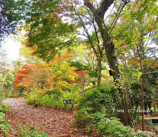 野草園☆