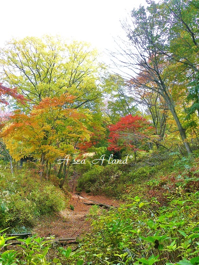 2014年11月野草園