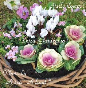 2014・11・20寄せ植えの会