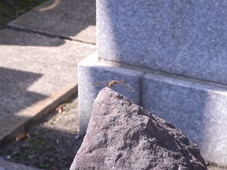 RIMG1027.jpg