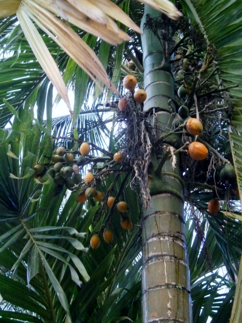 P8030076 (480x640)