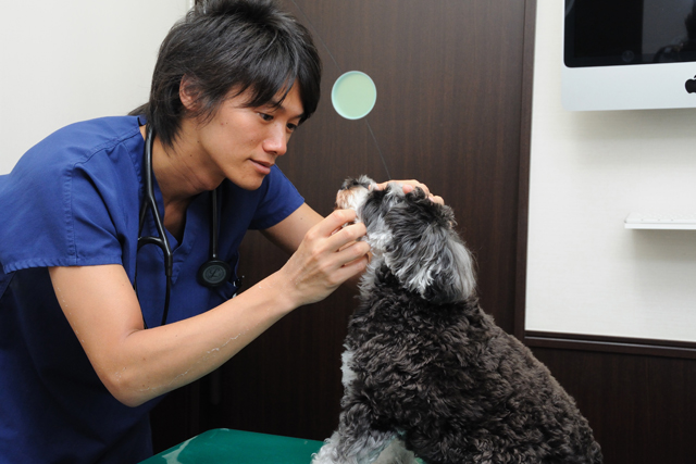 東京出張撮影の旅 佐藤貴紀先生と一緒 の巻 癒しのトリミング Seventh Heaven 愛犬も一緒にマッサージ 犬の学校