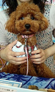 たけうちひめちゃん
