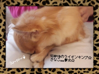 LINEcamera_share_2012-12-21-11-16-47.jpg