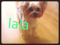 lala04_20120919235409.jpg
