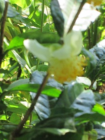 限界集落の山奥の土地にお茶の花