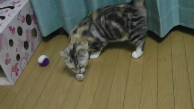 こっちかな?