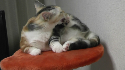 のびちゃったらしょうがない
