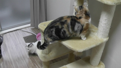 ふん、大人しく地面を這っていればいいの