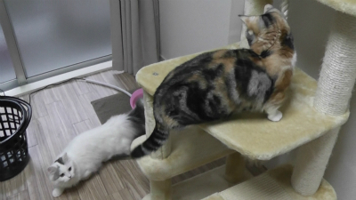 訴えてやるですぅ
