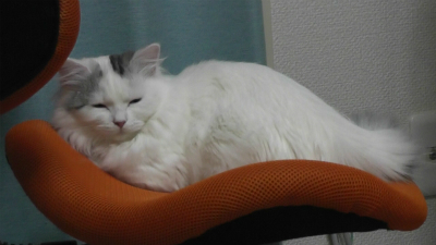 サラ姉さん、猫の手はいつも断られるですぅ