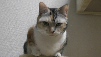 ウェットのとろける舌触りと喉ごしには勝てないの、みうだってウェット喜んで食べるじゃないの