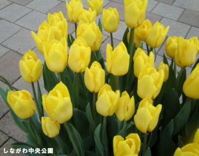 aisucyu1