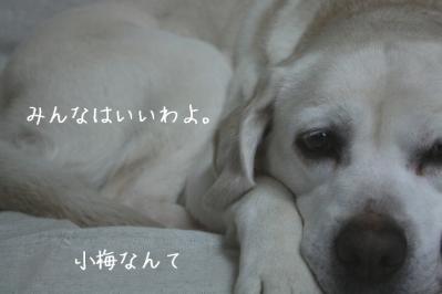 DPP_0021_20130418225240.jpg